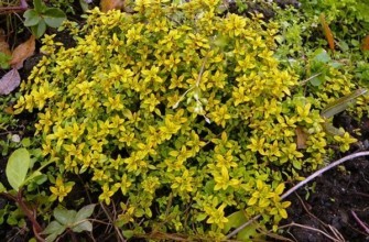 ต้นไทม์มะนาว