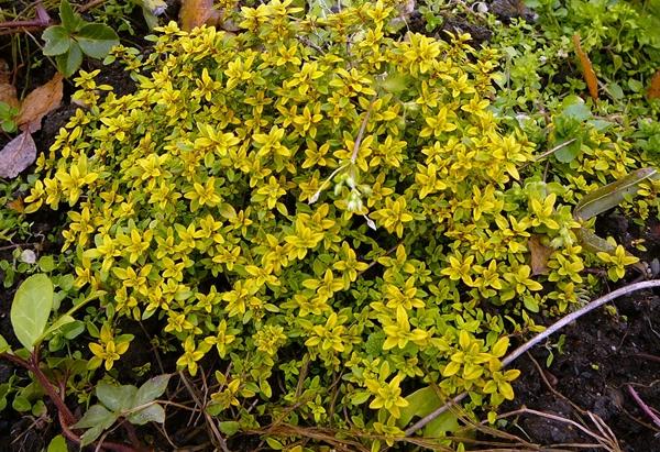 ต้นไทม์มะนาว