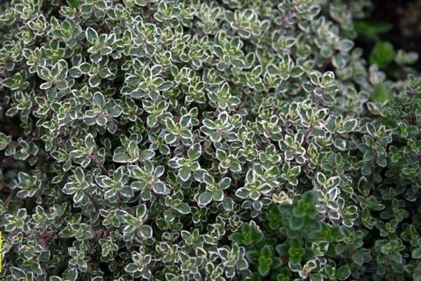 ต้นไทม์ราชินีเงิน