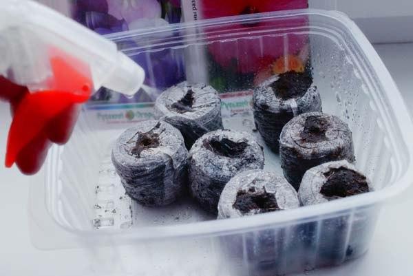 การดูแลเม็ดพีท