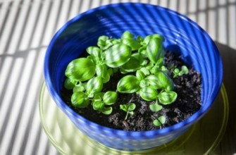 โหระพาในกระถาง