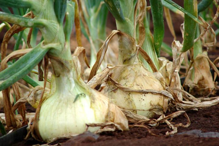 Pourriture du collet des oignons verts