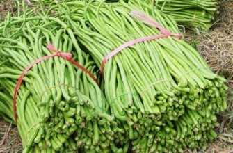 การเก็บเกี่ยวถั่วพุ่ม