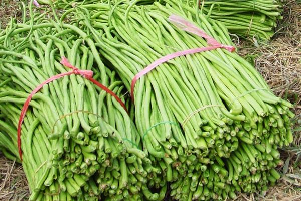 การเก็บเกี่ยวถั่วพุ่ม