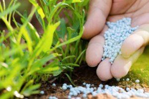 ส่วนประกอบและวัตถุประสงค์ของปุ๋ยแอมโมโฟสก้า คำแนะนำในการใช้ปุ๋ย