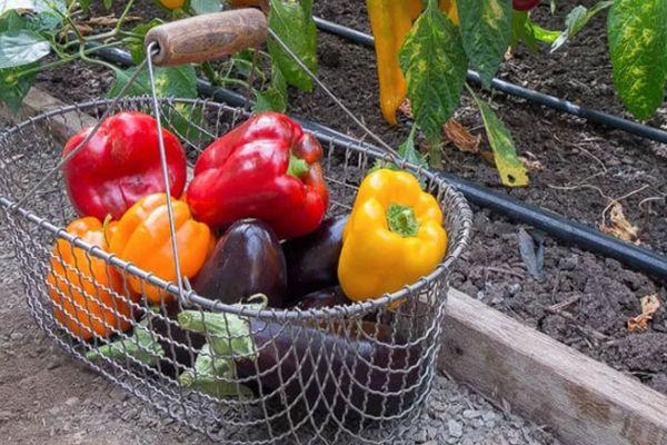 พริกหยวก