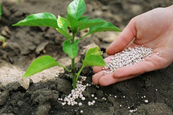 การใส่ปุ๋ยให้พืช