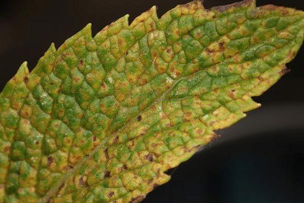 โรคสะระแหน่