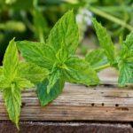 สมุนไพรรสเผ็ด