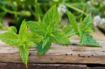 สมุนไพรรสเผ็ด