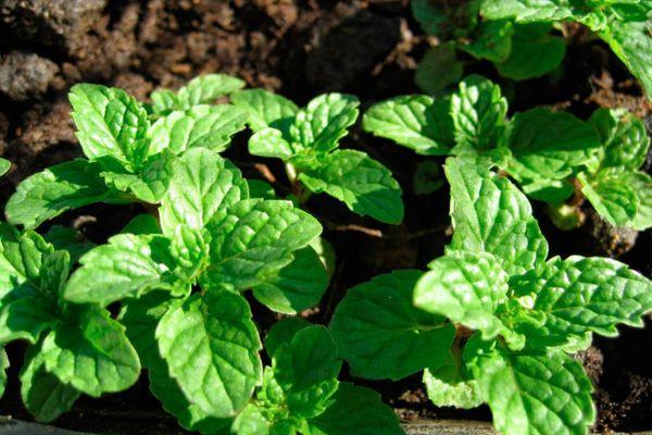 การปลูกสะระแหน่