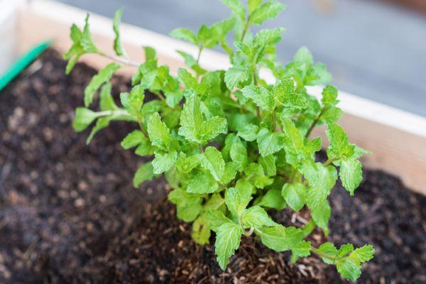 การปลูกสะระแหน่