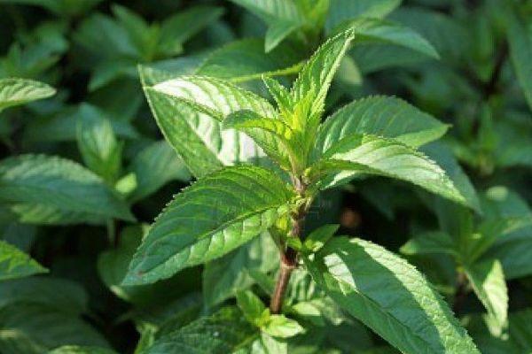 ใบมิ้นต์