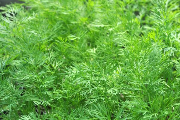 ต้นผักชีลาว