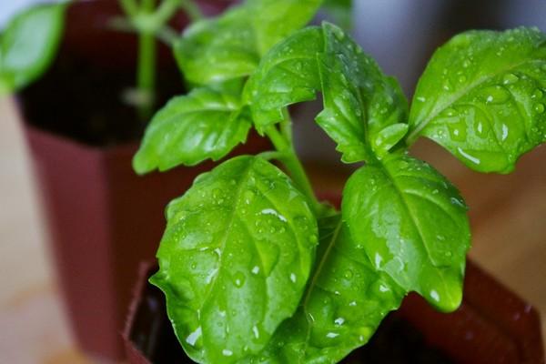 โหระพาในกระถาง