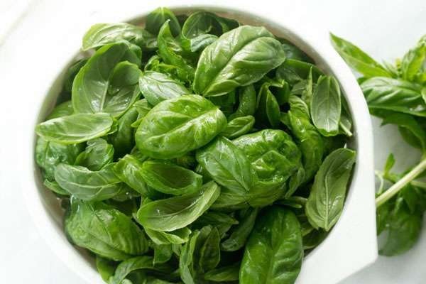 โหระพาในชาม