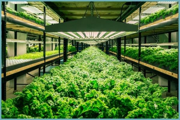 ผักชีฝรั่งในเรือนกระจก