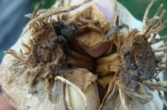 ศัตรูพืชกระเทียม