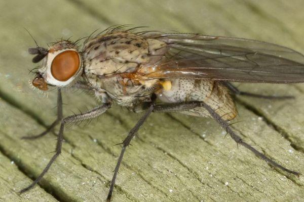 Mouche de l'oignon