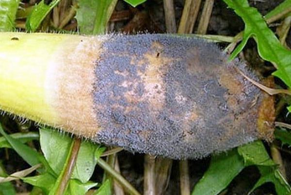 เน่าบนบวบ