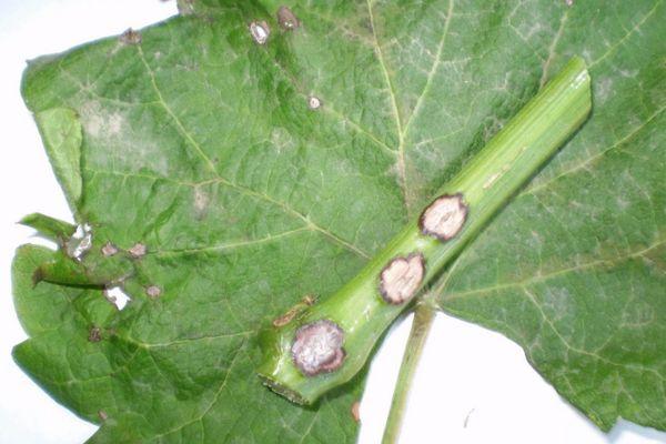 Brûlure bactérienne de la citrouille