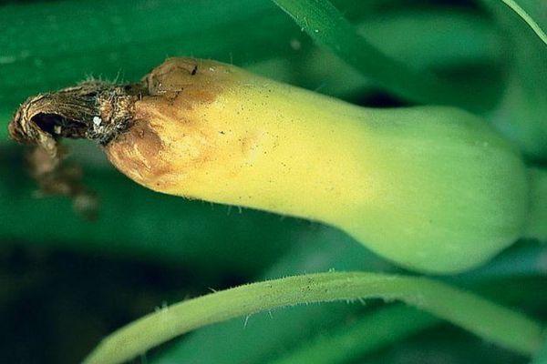 Anthracnose dans la citrouille