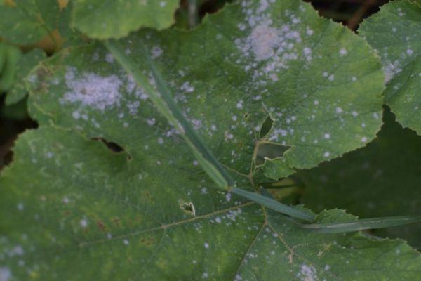 Lutte antiparasitaire