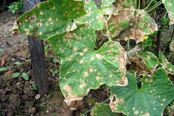 Taches sur les feuilles