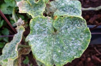 โรคราแป้ง