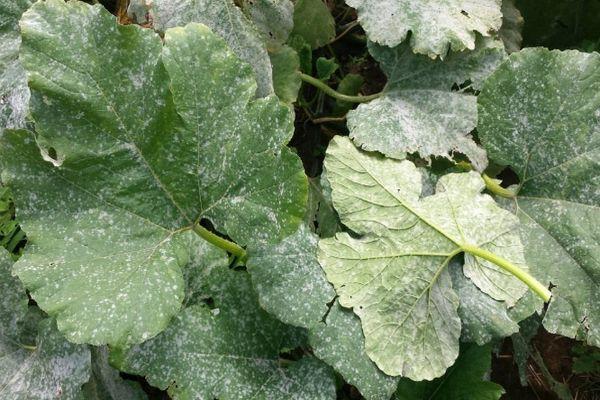 Maladie de la citrouille