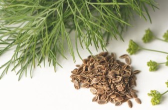 เมล็ดผักชีลาวบนโต๊ะ