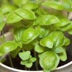 ต้นกล้าโหระพาในกระถางบนขอบหน้าต่าง