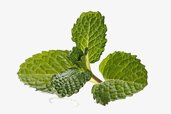 กิ่งสะระแหน่