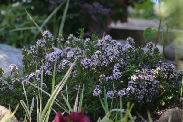 ต้นไธม์