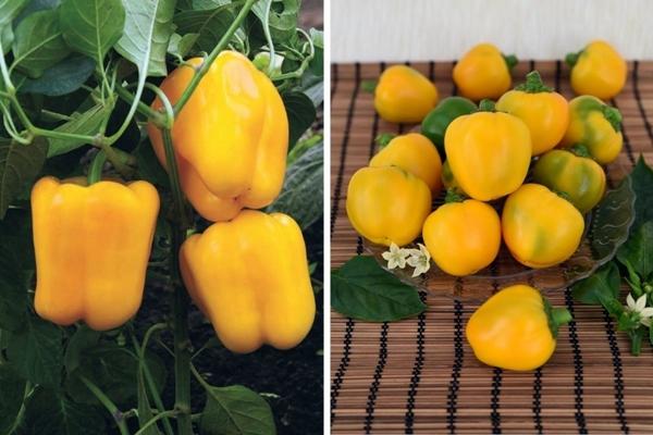 Poivre Golden Miracle