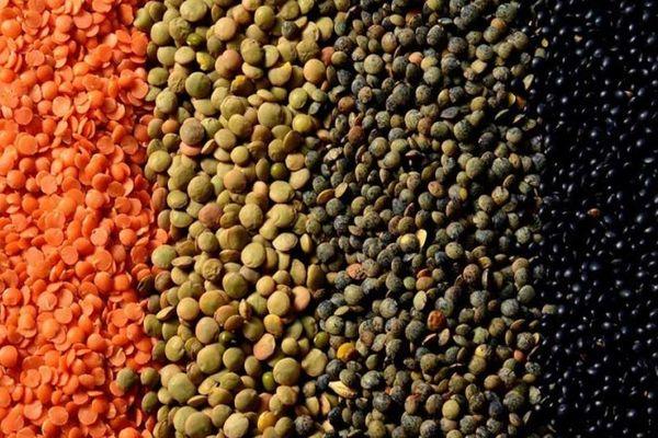 พืชตระกูลถั่ว