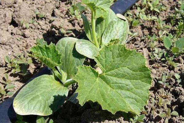 Pousses de courgettes
