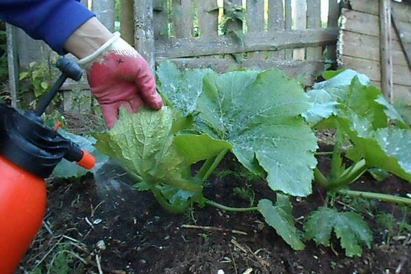 Prendre soin des courgettes