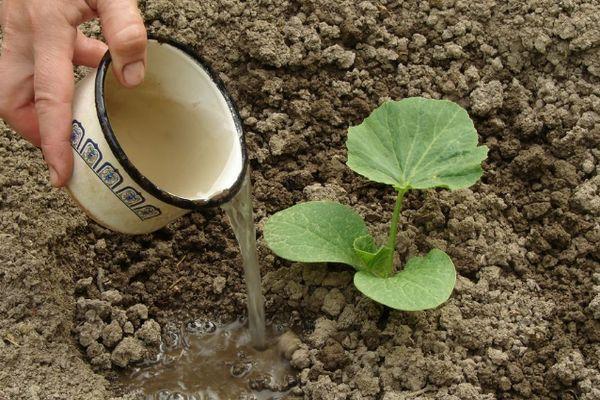 Engrais pour courgettes