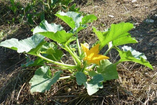 Floraison de courgettes