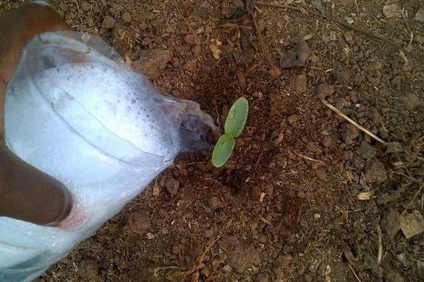 Les semis en pleine terre