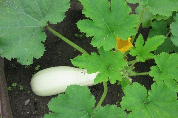 Fruit de courgette