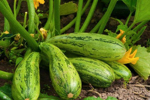 Courgettes mûres