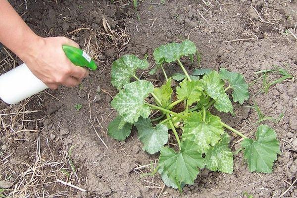 Engrais pour courgettes
