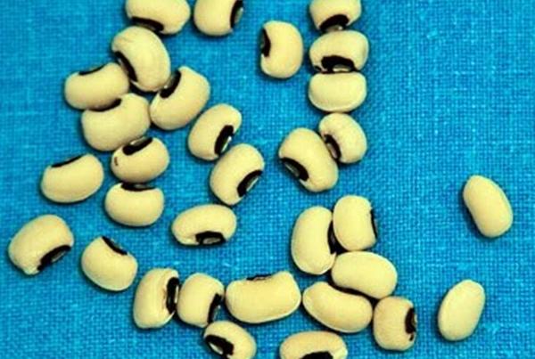 ถั่วดำบนโต๊ะ