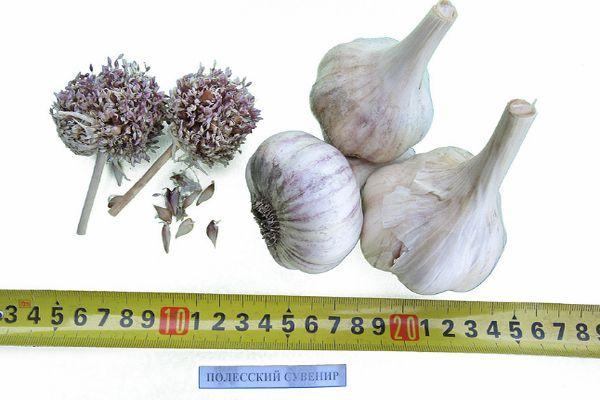 Souvenir de Polésie