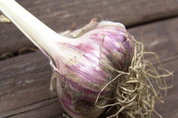 Jubilé de Gribovsky