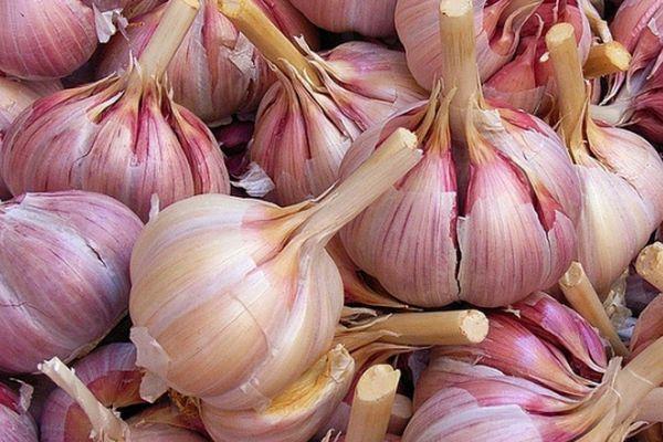 Komsomolets à l'ail