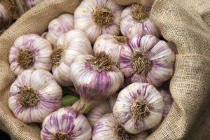 พันธุ์และประเภทที่ดีที่สุดของกระเทียมต้นและกระเทียมฤดูหนาวพร้อมคำอธิบายและชื่อ