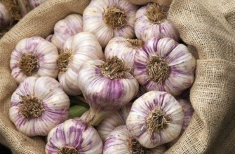 กระเทียม Lyubasha